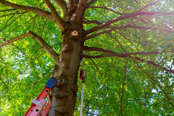 Pelham Manor, NY Tree Services Company